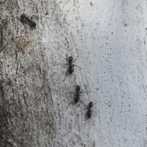 Iridomyrmex sp. (genus) at Higgins, ACT - 27 Jun 2021 01:26 PM