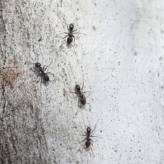 Iridomyrmex sp. (genus) at Higgins, ACT - 27 Jun 2021 01:26 PM