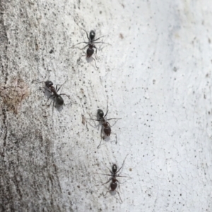 Iridomyrmex sp. (genus) at Higgins, ACT - 27 Jun 2021