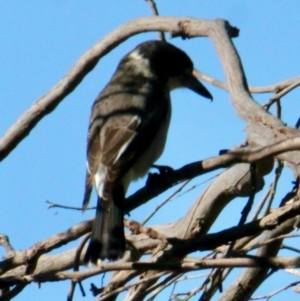 Cracticus torquatus at Springdale Heights, NSW - 28 Jun 2021