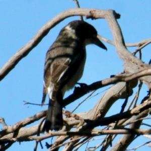 Cracticus torquatus at Springdale Heights, NSW - 28 Jun 2021 01:32 PM