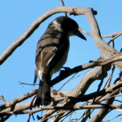 Cracticus torquatus (Grey Butcherbird) at Red Light Hill Reserve - 28 Jun 2021 by PaulF