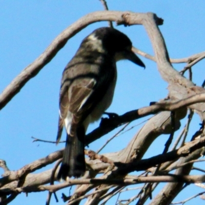 Cracticus torquatus (Grey Butcherbird) at Springdale Heights, NSW - 28 Jun 2021 by PaulF