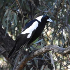 Gymnorhina tibicen (Australian Magpie) at Black Mountain - 27 Jun 2021 by MatthewFrawley