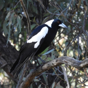 Gymnorhina tibicen at Acton, ACT - 27 Jun 2021