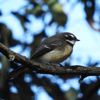 Rhipidura albiscapa (Grey Fantail) at Black Mountain - 27 Jun 2021 by MatthewFrawley