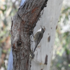 Cormobates leucophaea (White-throated Treecreeper) at Black Mountain - 27 Jun 2021 by MatthewFrawley