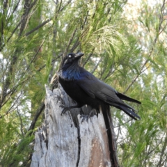 Corvus coronoides (Australian Raven) at Black Mountain - 27 Jun 2021 by MatthewFrawley