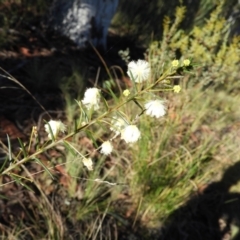 Acacia genistifolia (Early Wattle) at Black Mountain - 27 Jun 2021 by MatthewFrawley