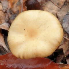 Unidentified Cap on a stem; gills below cap [mushrooms or mushroom-like] at Cook, ACT - 27 Jun 2021 by drakes