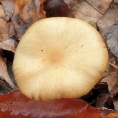 Psilocybe sp. at Cook, ACT - 27 Jun 2021 by drakes