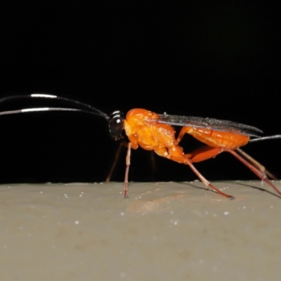 Stiromesostenus sp. (genus) (An ichneumon wasp) at ANBG - 4 May 2021 by TimL