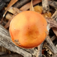 Leratiomyces ceres (Red Woodchip Fungus) at Cook, ACT - 28 Jun 2021 by drakes