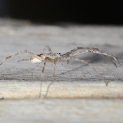 Tamopsis sp. (genus) (Two-tailed spider) at ANBG - 27 Jun 2021 by TimL