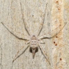 Tamopsis sp. (genus) at Acton, ACT - 27 Jun 2021