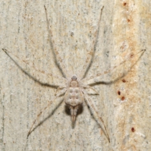 Tamopsis sp. (genus) at Acton, ACT - 27 Jun 2021 12:44 PM