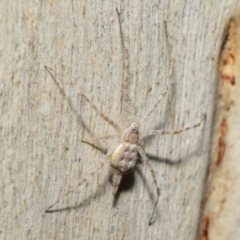 Tamopsis sp. (genus) at Acton, ACT - 27 Jun 2021 12:44 PM