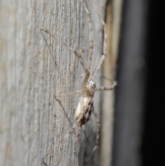 Tamopsis sp. (genus) at Acton, ACT - 27 Jun 2021 12:44 PM