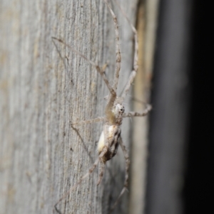 Tamopsis sp. (genus) at Acton, ACT - 27 Jun 2021