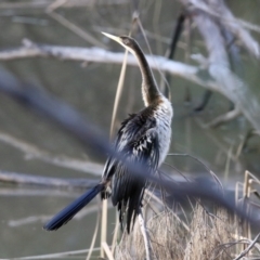 Anhinga novaehollandiae (Australasian Darter) at Point Hut to Tharwa - 28 Jun 2021 by RodDeb