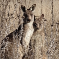 Macropus giganteus (Eastern Grey Kangaroo) at Point Hut to Tharwa - 28 Jun 2021 by RodDeb