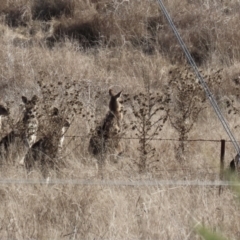 Macropus giganteus at Tuggeranong DC, ACT - 28 Jun 2021