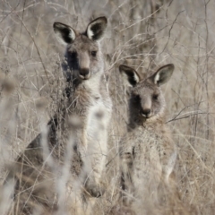 Macropus giganteus at Tuggeranong DC, ACT - 28 Jun 2021