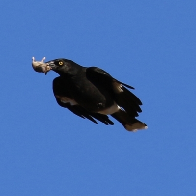 Strepera graculina (Pied Currawong) at Gordon, ACT - 28 Jun 2021 by RodDeb