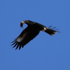 Strepera graculina at Gordon, ACT - 28 Jun 2021