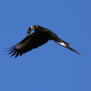 Strepera graculina at Gordon, ACT - 28 Jun 2021