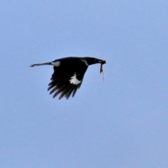 Strepera graculina at Gordon, ACT - 28 Jun 2021