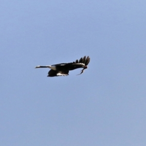 Strepera graculina at Gordon, ACT - 28 Jun 2021