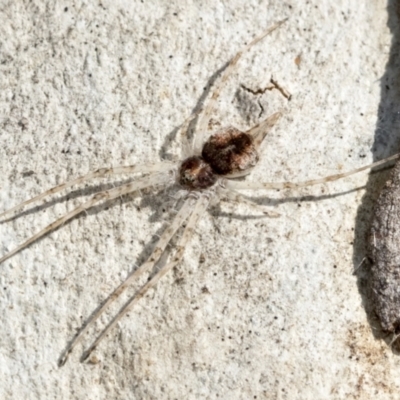 Tamopsis sp. (genus) (Two-tailed spider) at Higgins, ACT - 27 Jun 2021 by AlisonMilton