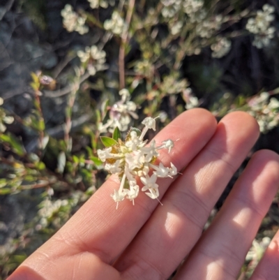 Pimelea linifolia (Slender Rice Flower) at Mount Ainslie - 28 Jun 2021 by WalterEgo
