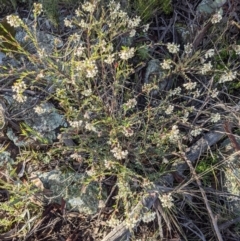 Pimelea linifolia at Hackett, ACT - 28 Jun 2021