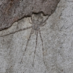 Tamopsis sp. (genus) (Two-tailed spider) at Higgins, ACT - 28 Jun 2021 by AlisonMilton