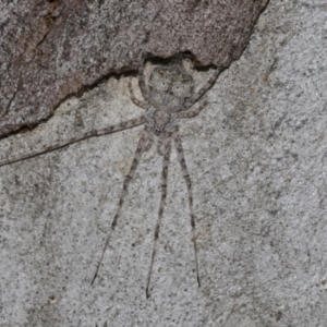 Tamopsis sp. (genus) at Higgins, ACT - 28 Jun 2021