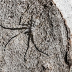 Tamopsis sp. (genus) at Higgins, ACT - 28 Jun 2021
