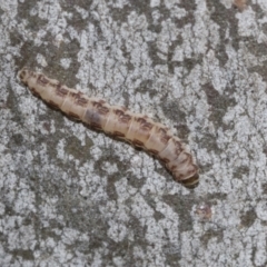 Lepidoptera unclassified IMMATURE (caterpillar or pupa or cocoon) at Higgins, ACT - 28 Jun 2021 by AlisonMilton