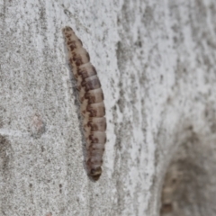 Lepidoptera unclassified IMMATURE at Higgins, ACT - 28 Jun 2021