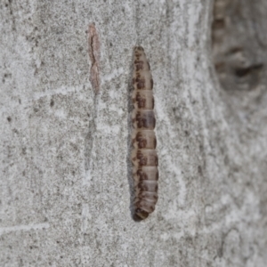 Lepidoptera unclassified IMMATURE at Higgins, ACT - 28 Jun 2021