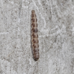 Lepidoptera unclassified IMMATURE at Higgins, ACT - 28 Jun 2021