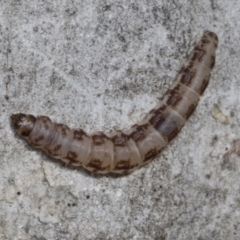 Lepidoptera unclassified IMMATURE at Higgins, ACT - 28 Jun 2021