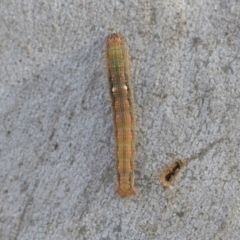 Oenochroma vinaria at Higgins, ACT - 28 Jun 2021