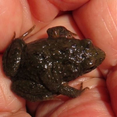 Crinia signifera (Common Eastern Froglet) at Sherwood Forest - 28 Jun 2021 by Christine