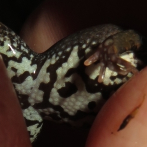 Crinia signifera at Coree, ACT - 28 Jun 2021