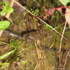 Crinia signifera at Coree, ACT - 28 Jun 2021