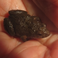 Crinia signifera at Coree, ACT - 28 Jun 2021