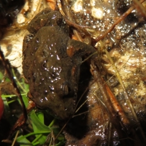 Crinia signifera at Coree, ACT - 28 Jun 2021