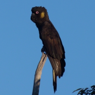 Zanda funerea (Yellow-tailed Black-Cockatoo) at Boro, NSW - 27 Jun 2021 by Paul4K